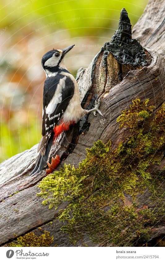 Buntspecht Wissenschaften Biologie Biologe Ornithologie feminin Frau Erwachsene Umwelt Natur Tier Erde Wald Wildtier Vogel Specht 1 füttern natürlich Tierliebe