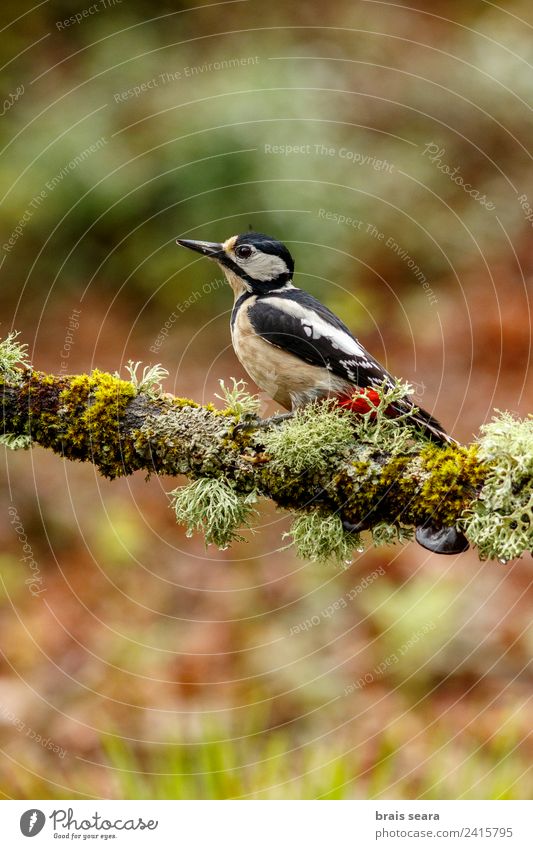 Buntspecht Wissenschaften Biologie Biologe Ornithologie feminin Frau Erwachsene Umwelt Natur Tier Erde Wald Wildtier Vogel Specht 1 Tierliebe Dendrocopos major