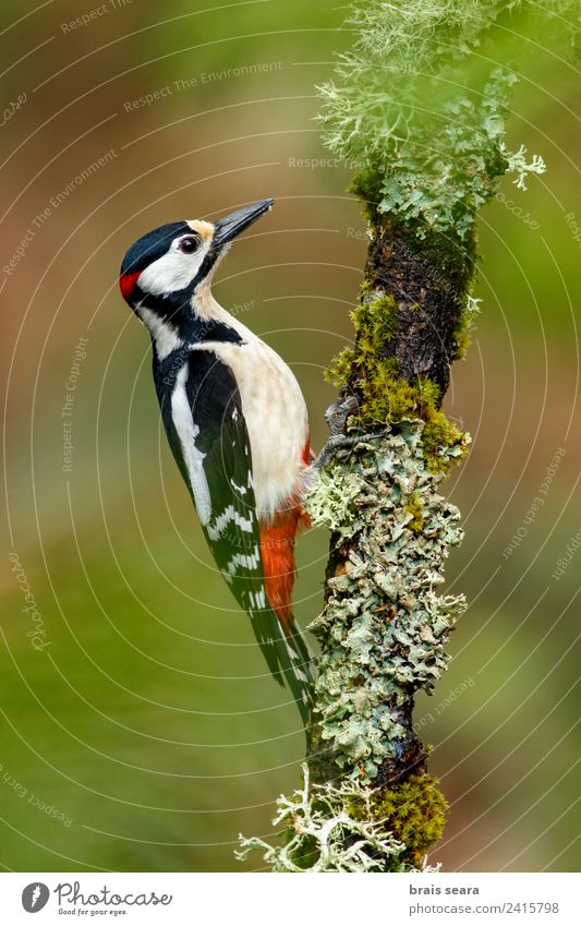 Buntspecht Wissenschaften Biologie Biologe Ornithologie maskulin Umwelt Natur Tier Erde Regen Baum Wald Wildtier Vogel Specht 1 füttern frei natürlich grün