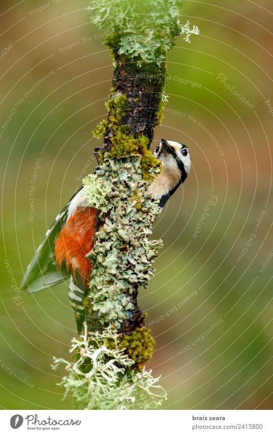 Buntspecht Wissenschaften Biologie Biologe Ornithologie maskulin Mann Erwachsene Umwelt Natur Tier Erde Baum Wald Wildtier Vogel Specht 1 füttern klug Tierliebe