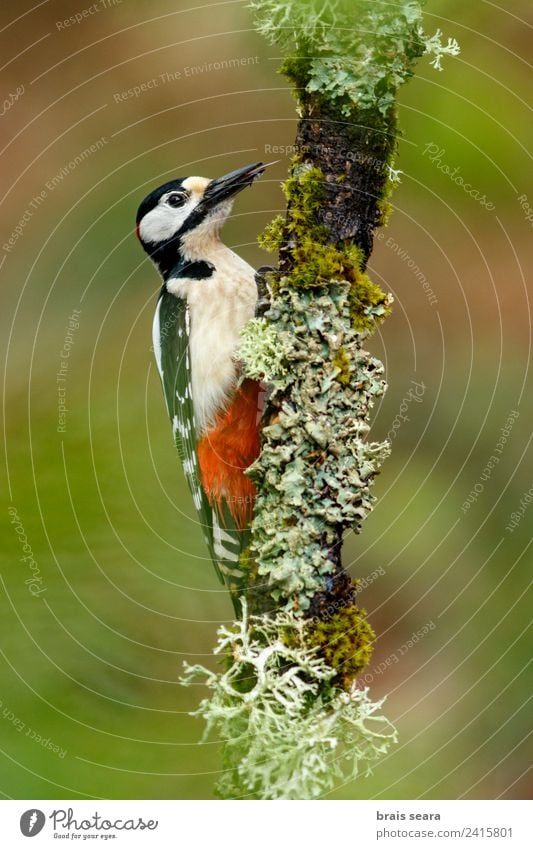 Buntspecht Wissenschaften Biologie Biologe Ornithologie maskulin Mann Erwachsene Umwelt Natur Tier Erde Baum Wald Wildtier Vogel Specht 1 füttern grün Tierliebe