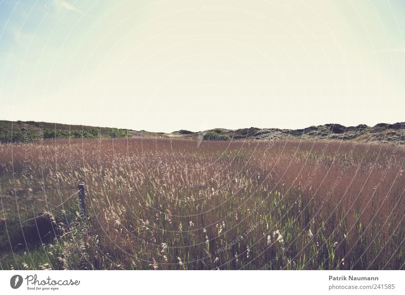 Landschaftsromantik Natur Himmel Wolken Sommer Schönes Wetter Gras Sträucher Farn Strand Nordsee atmen Blühend Erholung Duft Ferne frei blau braun gold grün