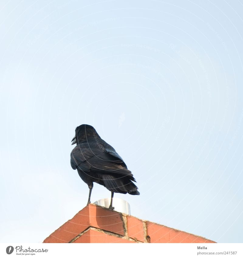 Den Rücken kehren Umwelt Gebäude Schornstein Tier Vogel Krähe 1 stehen Perspektive Wegsehen abweisend Ablehnung Farbfoto Außenaufnahme Menschenleer