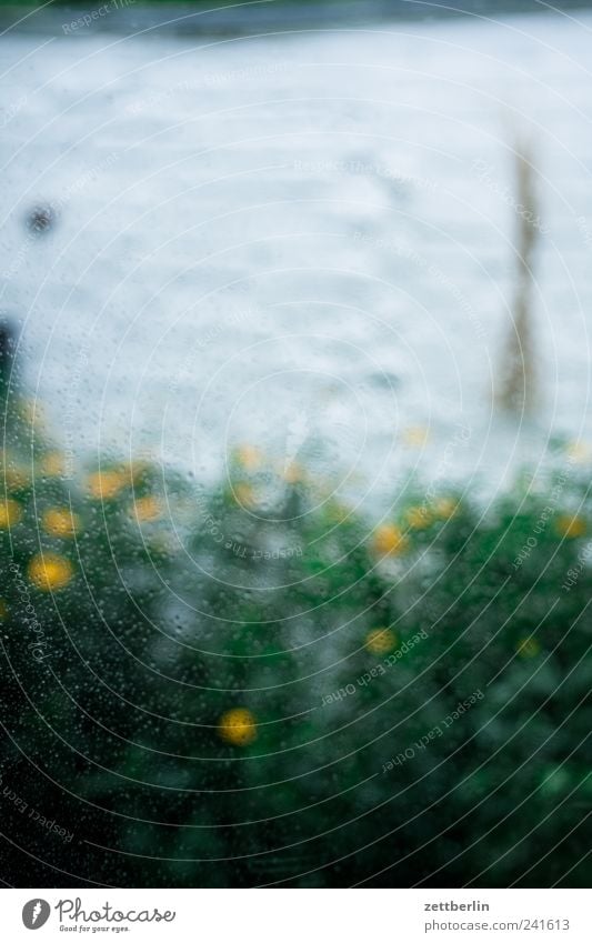 Sonnensturm im Regen Ferien & Urlaub & Reisen Sommer Sommerurlaub Haus Garten Umwelt Natur Pflanze Klima Klimawandel Wetter schlechtes Wetter Blatt Blüte grün