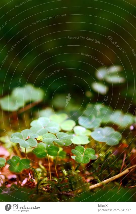 Glücksklee Natur Pflanze Moos Blatt Wachstum klein Glücksbringer Klee Kleeblatt Waldboden Farbfoto Außenaufnahme Nahaufnahme Menschenleer Textfreiraum oben