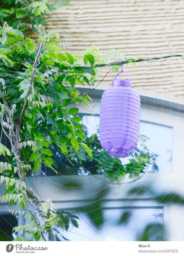 Lila Lampion Garten Dekoration & Verzierung Feste & Feiern Sommer Pflanze Sträucher Blatt leuchten violett Gartenfest Farbfoto Außenaufnahme Menschenleer