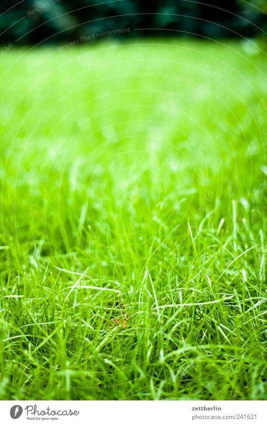 Rasen Garten Umwelt Natur Landschaft Pflanze Sommer Klima Klimawandel Wetter Schönes Wetter Gras Blatt Blüte Grünpflanze Park Wachstum positiv grün