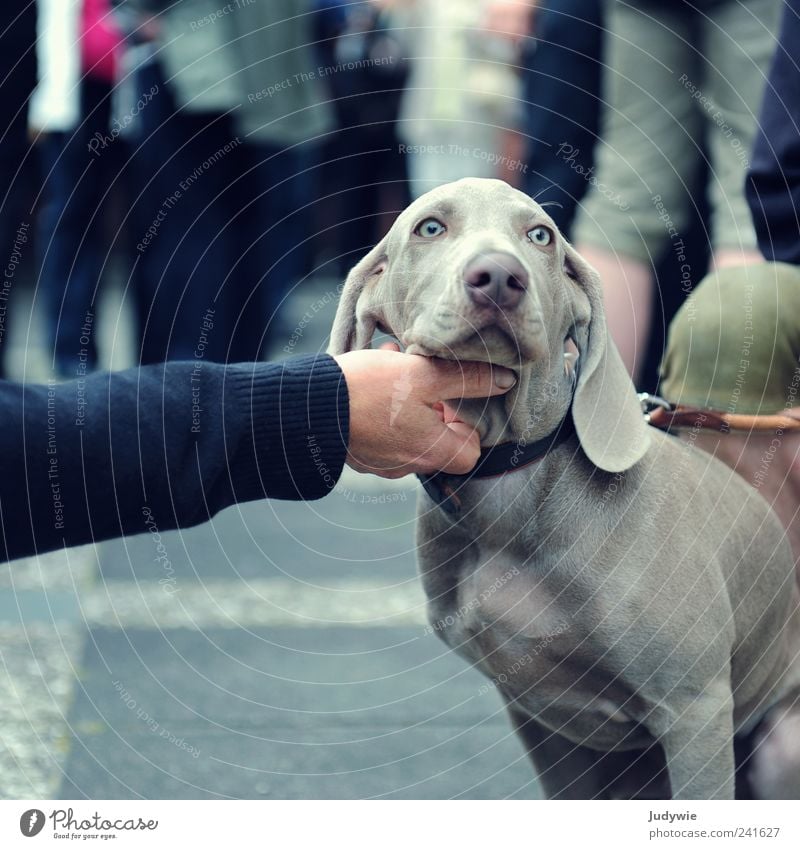 Lass dich kraulen Arme Hand grauhaarig kurzhaarig Tier Haustier Hund Tierjunges Erholung genießen frech niedlich blau Zufriedenheit selbstbewußt Coolness