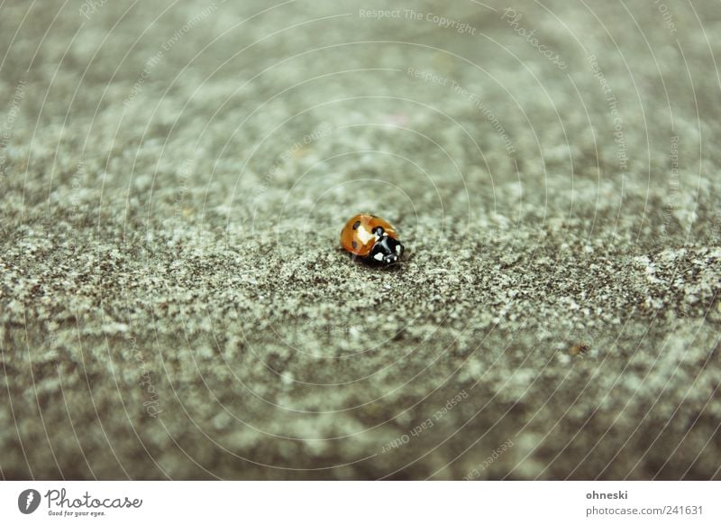 Lonesome Ladybug Tier Wildtier Käfer Marienkäfer 1 Stein Beton Glück Heimweh Einsamkeit Farbfoto Gedeckte Farben Textfreiraum oben Textfreiraum unten