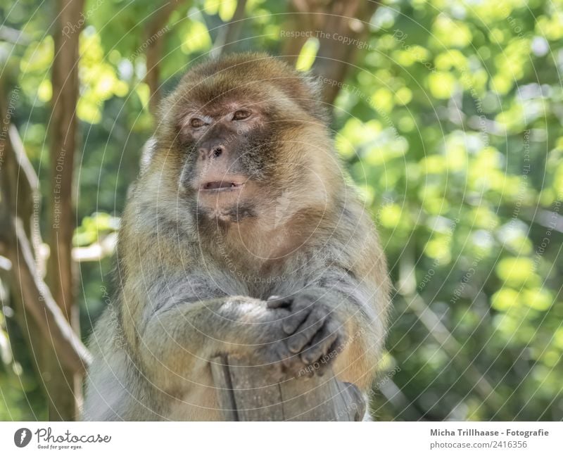 Entspannte Pause Natur Tier Sonne Sonnenlicht Schönes Wetter Baum Blatt Wald Wildtier Tiergesicht Fell Pfote Affen Berberaffen Gesicht Auge Finger 1 Erholung