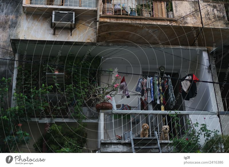 Wachhunde Reichtum Häusliches Leben Wohnung Dekoration & Verzierung Saigon Vietnam Asien überbevölkert Balkon Hund 2 Tier bedrohlich Sicherheit Tierliebe