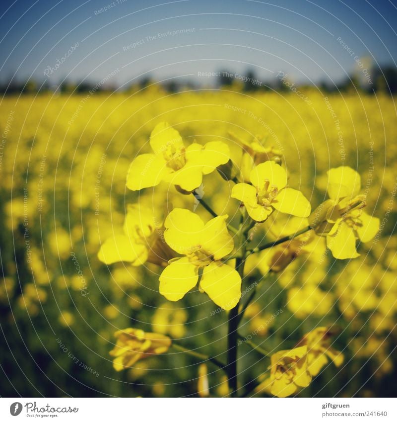 mellow yellow Umwelt Natur Landschaft Pflanze Himmel Wolkenloser Himmel Frühling Sommer Schönes Wetter Blume Nutzpflanze Feld Blühend Wachstum schön Raps