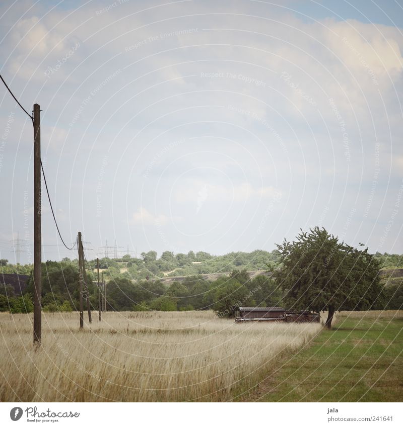 feld & flur Natur Landschaft Pflanze Himmel Wolkenloser Himmel Baum Gras Sträucher Grünpflanze Nutzpflanze Wildpflanze Wiese Feld Strommast Unendlichkeit blau