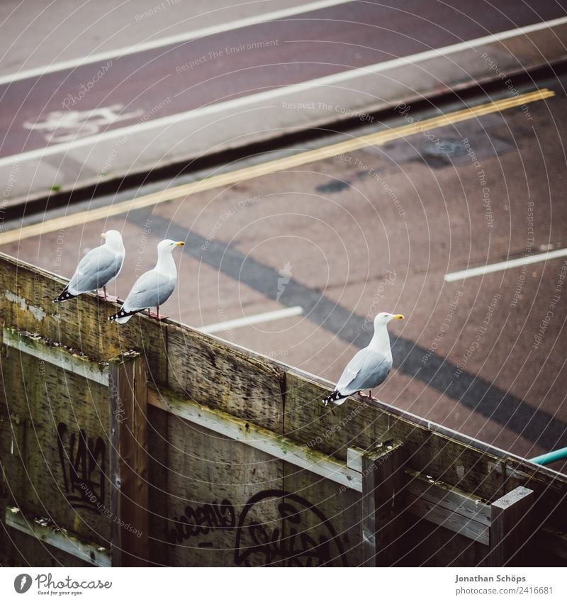 Möwen warten auf den Bus Tier Vogel 3 Brighton beobachten Reisefotografie Straße Stadt Vogelperspektive Neigung Langeweile Pfosten England Möwenvögel Farbfoto