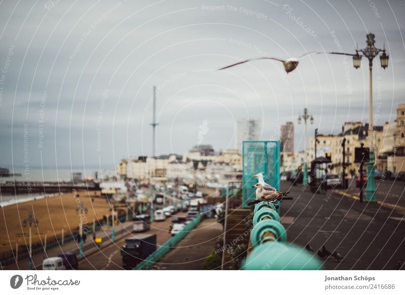 Möwe schwebt über Geländer an Standpromenade Strand Winter Tier Himmel Küste Stadt Turm Straße Vogel fliegen komplex Brighton England Möwenvögel Promenade