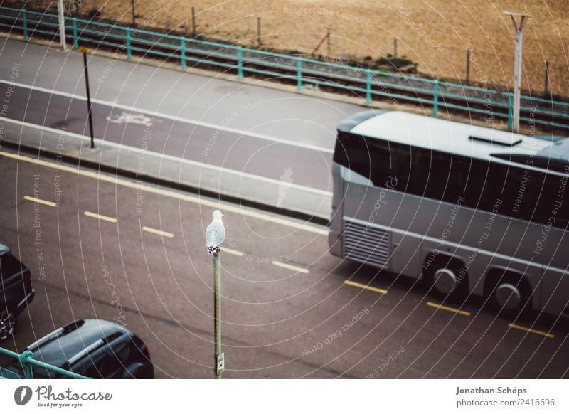 Möwe auf Pfahl an Straße Tier Vogel 1 Brighton warten beobachten Bus Reisefotografie Reisebus Stadt Vogelperspektive Neigung Langeweile Pfosten England