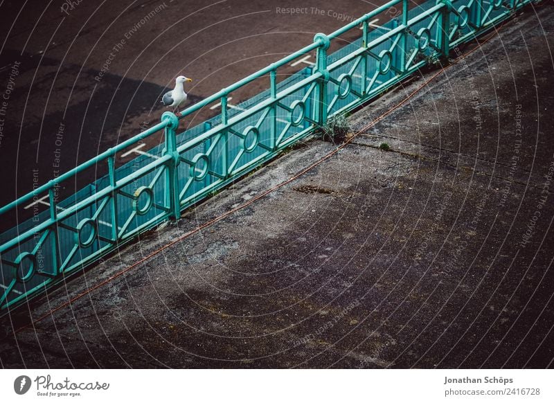 Möwe auf Geländer Tier Vogel 1 ruhig Brighton Möwenvögel graphisch England Promenade Küste Neigung minimalistisch sitzen warten geduldig Textfreiraum dunkel