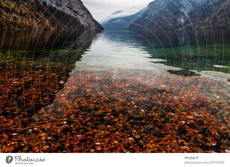 Laubfall Ferien & Urlaub & Reisen Ausflug Ferne Berge u. Gebirge Natur Landschaft Herbst Alpen See Königssee St. Bartholomä Berchtesgaden Deutschland Bayern