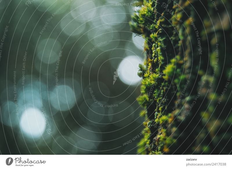 grünes Moos auf der Rinde eines Baumes mit Bokeh-Hintergrund Kräuter & Gewürze Design Tapete Natur Pflanze Gras Blatt Wald Holz alt Wachstum Armut frisch gut