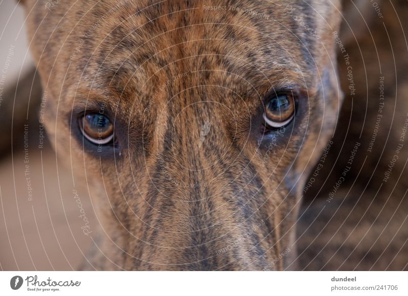 FACE 2 FACE with DOG Haustier Hund Tiergesicht Gefühle Leidenschaft Akzeptanz loyal Tierliebe Wahrheit Freude Freundschaft Identität Teamwork Farbfoto