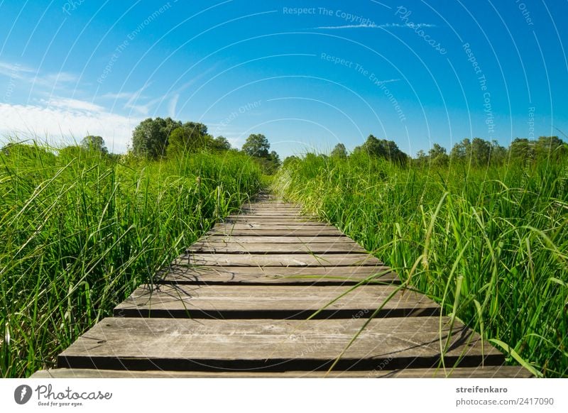 Vorwärts! harmonisch Zufriedenheit Erholung ruhig Meditation Sommer wandern Umwelt Natur Landschaft Pflanze Himmel Frühling Gras Moor Sumpf Wege & Pfade Holz