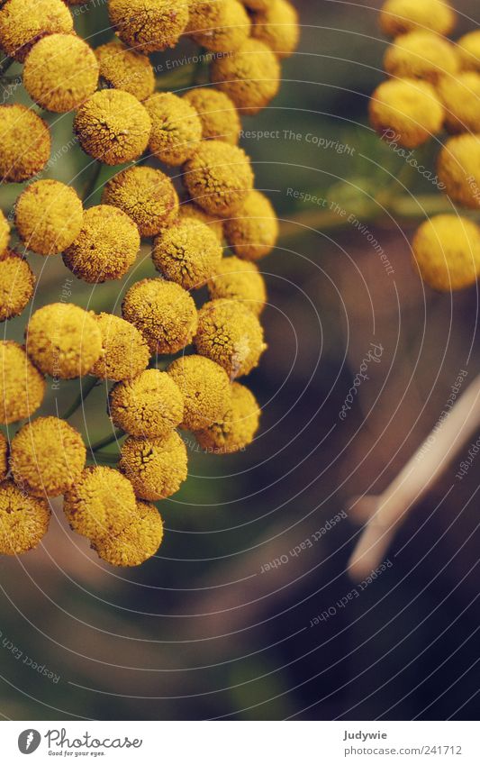 Gemeinsam gelb Umwelt Natur Pflanze Sommer Blume Blüte Wiese Feld Kugel rund Zusammenhalt gleich identisch wild Wiesenblume Fleck mehrfarbig Außenaufnahme