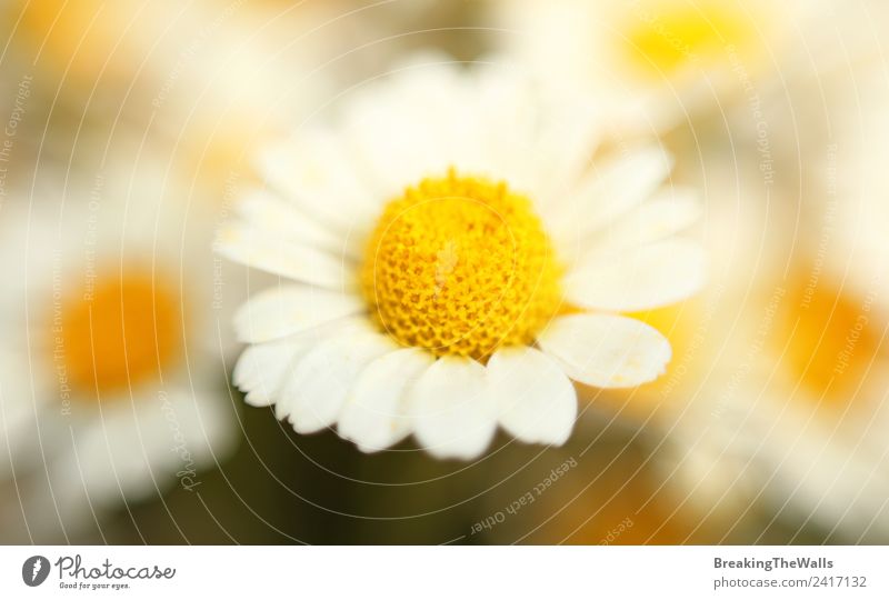 Makro Nahaufnahme Kamillenblütenbänder und Blütenblätter Natur Frühling Sommer Pflanze Wildpflanze hell schön gelb weiß Echte Kamille Korbblütengewächs