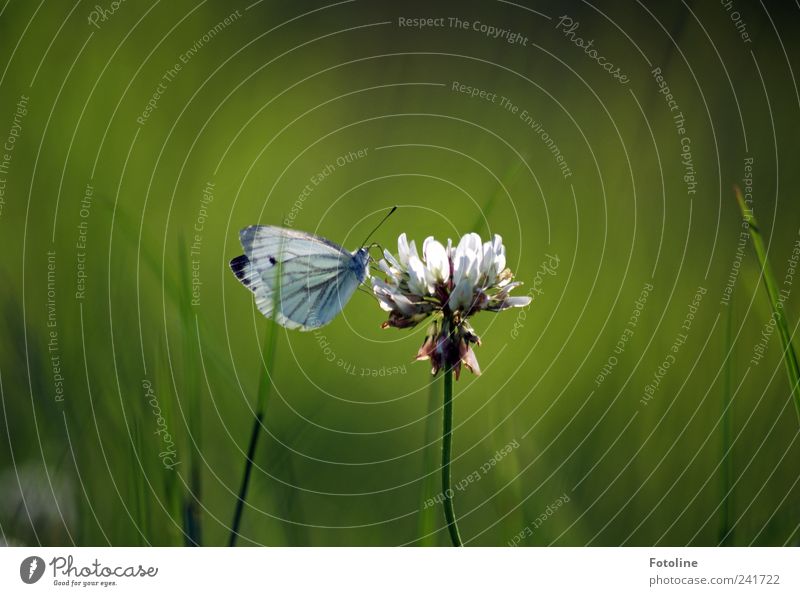 Schmetterling küßt Klee Umwelt Natur Pflanze Tier Sommer Blume Gras Blüte Wildpflanze Garten Park Wildtier Flügel hell natürlich Kohlweißling Kleeblüte grün