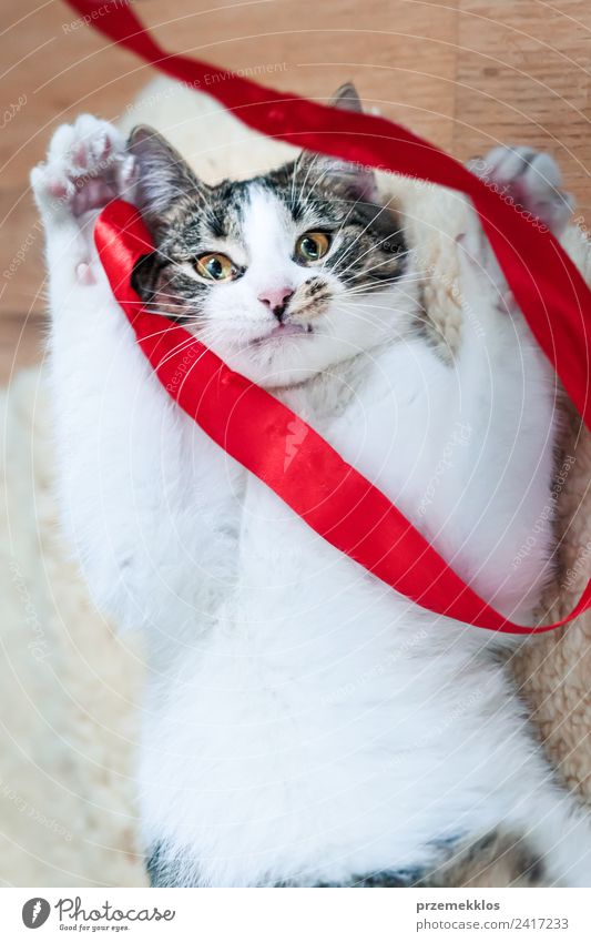 Katze spielt ein rotes Band auf dem Boden. Ansicht von oben Tier Haustier 1 Schnur authentisch klein lustig niedlich weiß reizvoll Katzen heimisch katzenartig