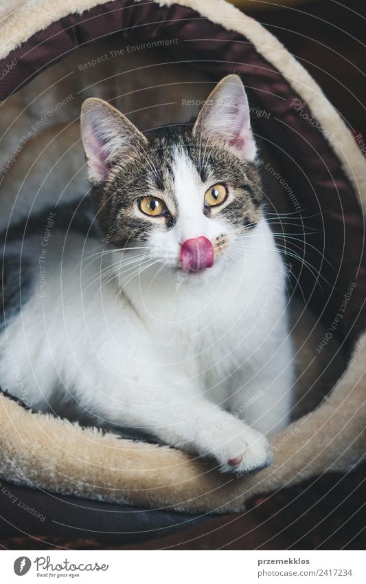 Katze, die in einem Katzenbett auf einer Couch sitzt. Tier Haustier 1 authentisch niedlich weiß reizvoll Bett heimisch katzenartig Felinität pelzig Katzenbaby