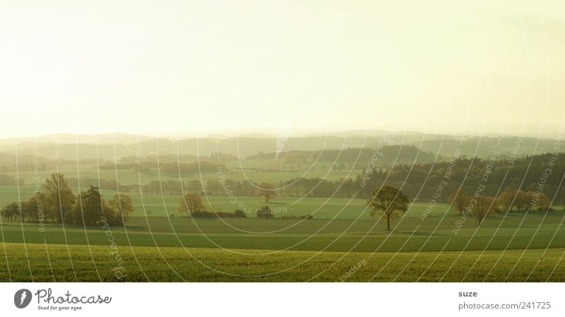 Vogtland am Morgen Ferne Umwelt Natur Landschaft Himmel Wolkenloser Himmel Horizont Sommer Klima Schönes Wetter Baum Wiese Feld authentisch fantastisch hell