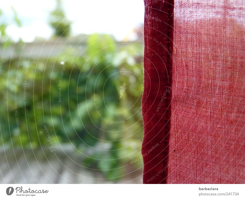 Eine unerwartete Sehnsucht Natur Pflanze Sommer Sträucher Grünpflanze Balkon Garten Fenster Vorhang Bewegung Blühend genießen träumen Wachstum Häusliches Leben