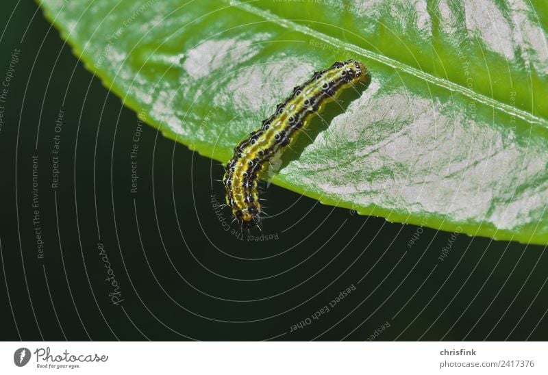 Zünsler Raupe auf Blattrand Natur Pflanze Tier 1 Ekel klein grün zünsler Buchsbaum Schädlinge Fressen Plage Lebensmittel Insekt Schmetterling bux buxbaum