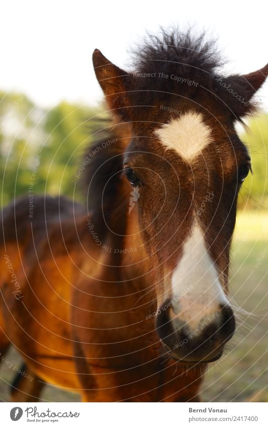 langes gesicht, kleines pferd Natur Feld Tier Pferd Tiergesicht 1 Tierjunges schön braun grün niedlich Wachsamkeit Neugier unschuldig Fell Fellfarbe Muster Ohr