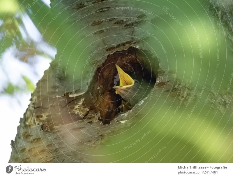 Hungriger Vogelnachwuchs Natur Tier Sonne Schönes Wetter Baum Blatt Baumstamm Park Wildtier Tiergesicht Star Nest Bruthöhle Schnabel 1 Tierjunges Fressen