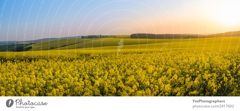 Panorama der Rapsfelder bei Sonnenuntergang schön Sommer Natur Landschaft Blume Wiese Hügel natürlich gelb Ferien & Urlaub & Reisen Freiheit Frieden Horizont