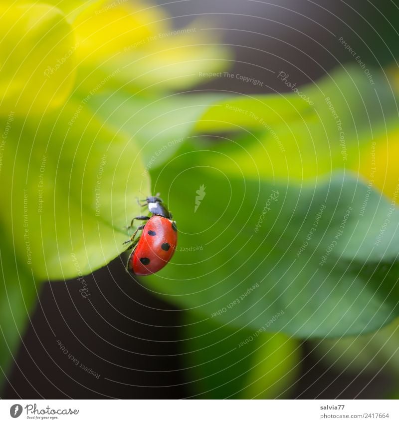 nach oben Umwelt Natur Frühling Sommer Pflanze Blatt Grünpflanze Tier Käfer Marienkäfer Siebenpunkt-Marienkäfer Insekt 1 krabbeln klein positiv gelb grün rot