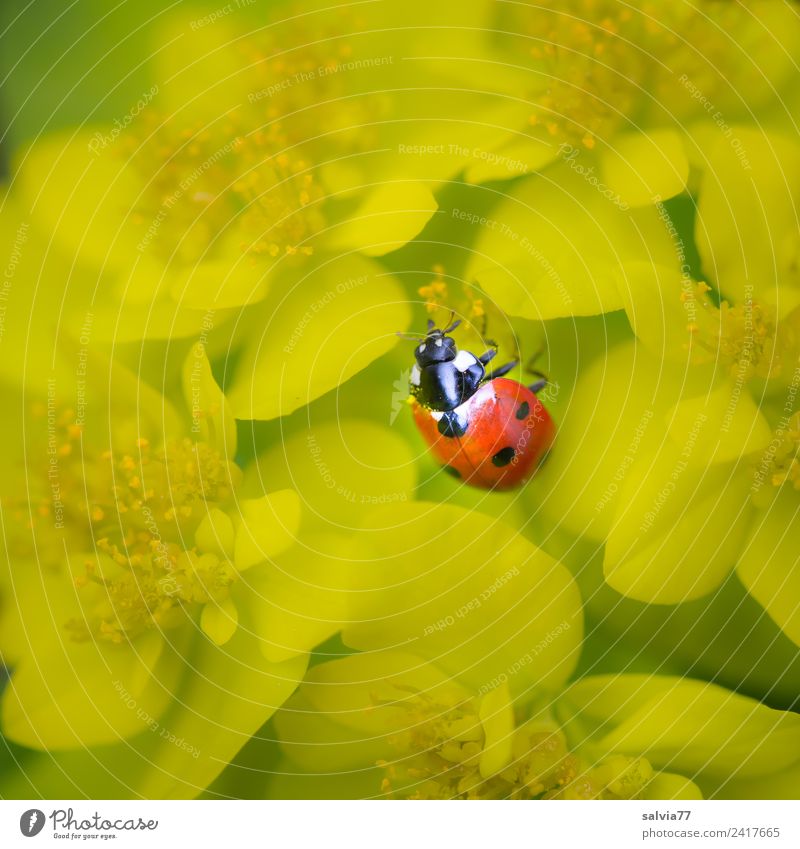 Farbtupfer Wohlgefühl Zufriedenheit Sinnesorgane ruhig Duft Valentinstag Muttertag Geburtstag Natur Sommer Pflanze Blume Blüte Wolfsmilchgewächse Garten