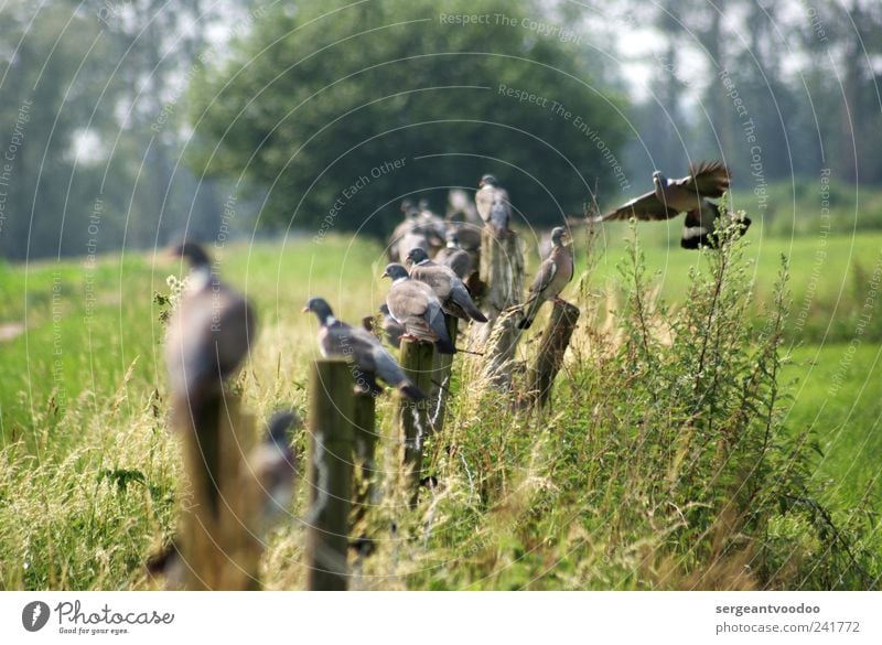 Zaungäste Umwelt Natur Landschaft Pflanze Tier Schönes Wetter Gras Sträucher Feld Wildtier Vogel Taube Tiergruppe Zaunpfahl Holz Brunft Erholung fliegen hocken