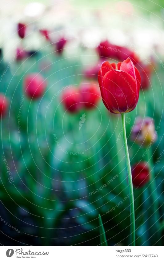 rote Tulpe Tulpenblüte Tulipan tulipa Garten Natur flora Frühling Pflanze Blüte Blume Nahaufnahme Blühend Farbfoto grün Frühlingsgefühle Tulpenfeld schön