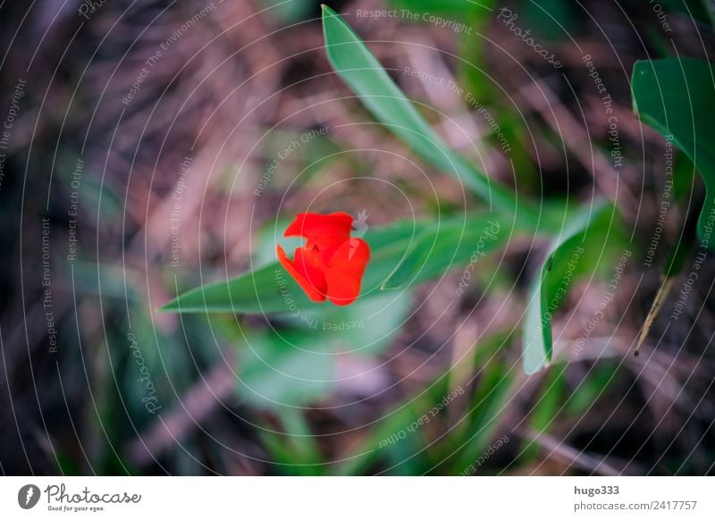 Red Tulip Erde Frühling Pflanze Tulpe Blatt Blüte Garten Park schön einzigartig braun grün rot einzeln Blütenkelch Frühlingsblume Unschärfe Farbfoto