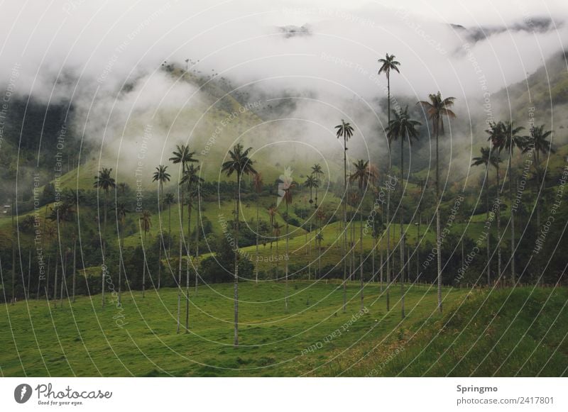 hochHINAUS Natur Landschaft Nebel Baum Wald Hügel exotisch groß Unendlichkeit lang grün weiß ruhig demütig Abenteuer geheimnisvoll Perspektive