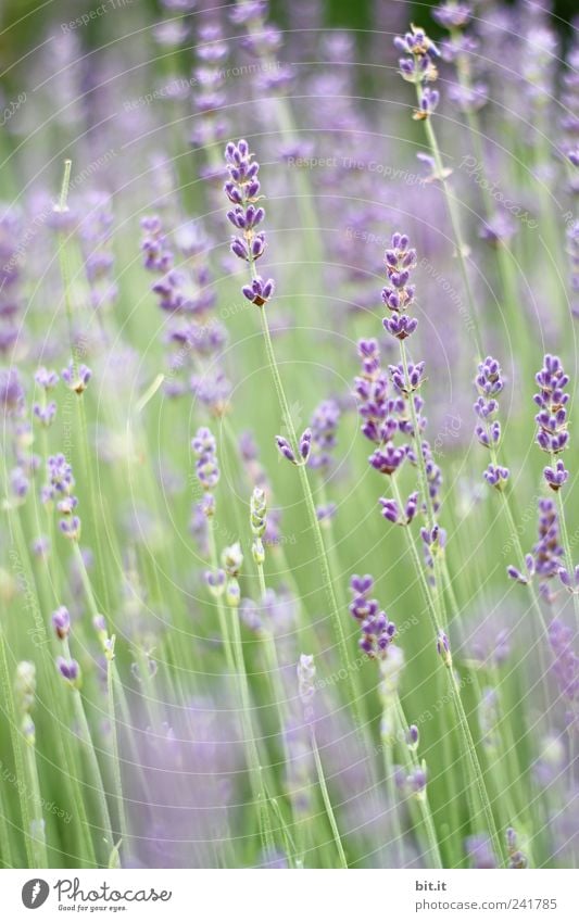 Lavendel... Körperpflege Erholung ruhig Meditation Ferien & Urlaub & Reisen Tourismus Valentinstag Muttertag Geburtstag Natur Pflanze Frühling Sommer Blume