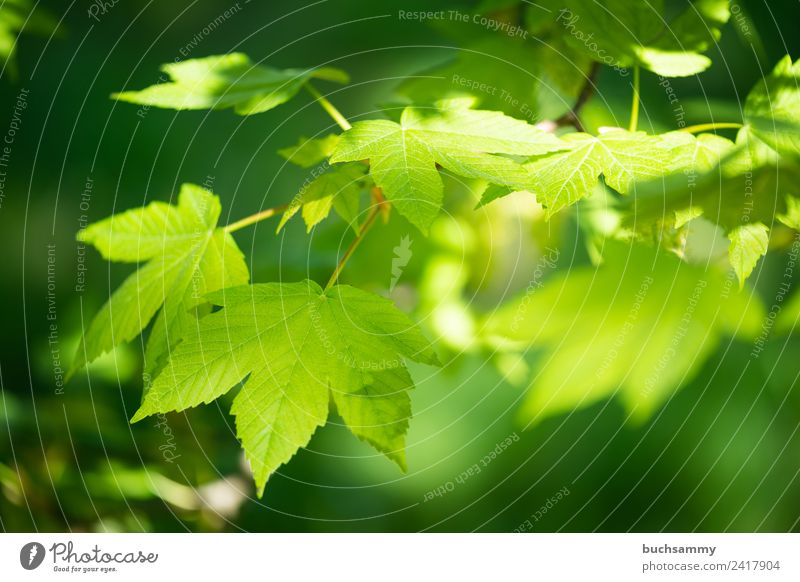 Berg Ahorn Natur Tier Frühling Baum Blatt grün Ahorne Baumart Bergahorn Eurosiden II Hippocastanoideae Jahreszeiten Rosskastaniengewächse Sapindaceae Sapindales