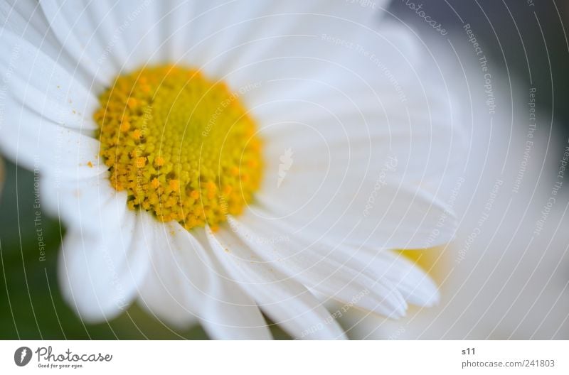 Guten Morgen! Natur Pflanze Blume Blüte Garten Park Blühend Duft leuchten ästhetisch Freundlichkeit hell nah natürlich schön gelb weiß Lebensfreude