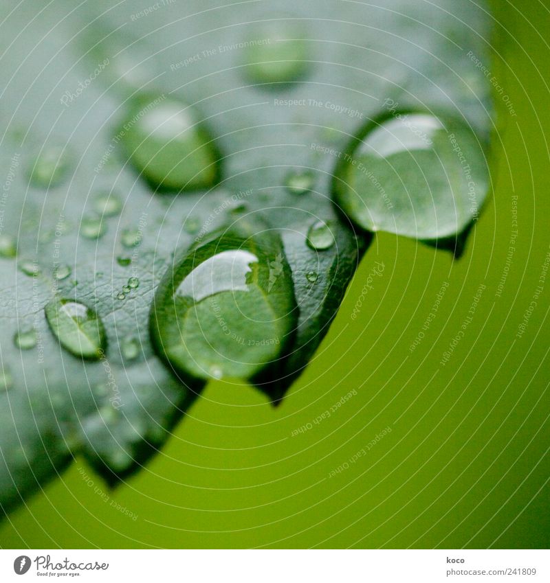 Wassertropfen Stil schön Leben harmonisch Erholung Spa Natur Frühling Sommer Blatt Tropfen berühren träumen Traurigkeit Flüssigkeit nass rund saftig Sauberkeit