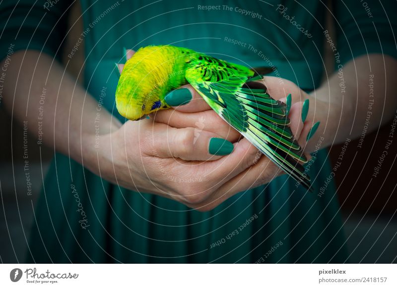 Ende Tier Haustier Wildtier Totes Tier Vogel Flügel Wellensittich berühren festhalten tragen dunkel klein Krankheit trist gelb grün Gefühle Stimmung Tierliebe