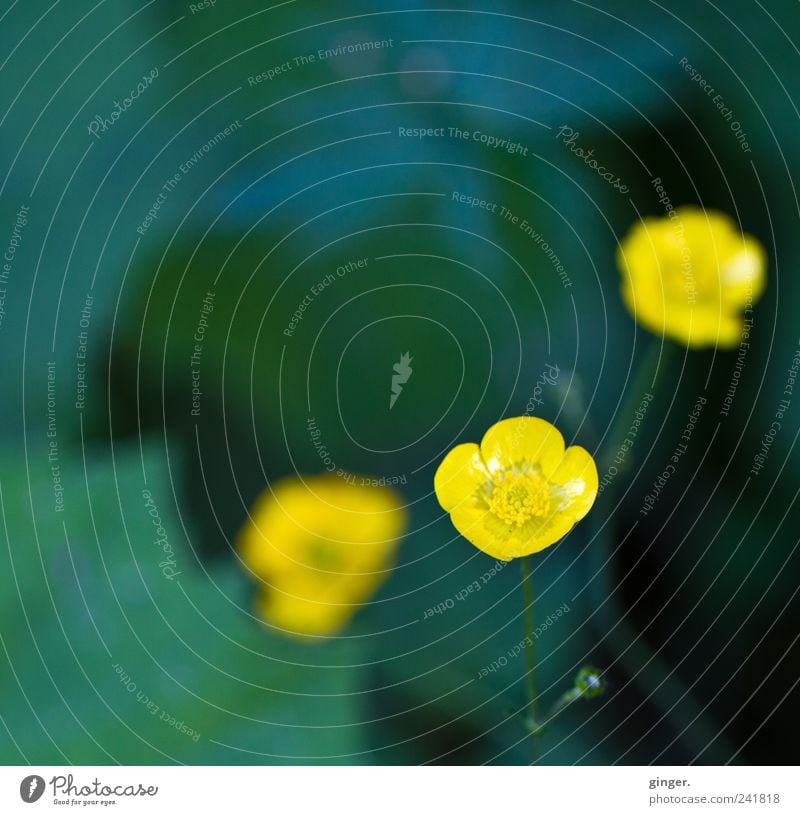 Drei Umwelt Natur Pflanze Frühling Sommer Blume Wildpflanze Wiese gelb Sumpf-Dotterblumen Hahnenfuß 3 glänzend Wachstum Farbfoto Außenaufnahme Nahaufnahme