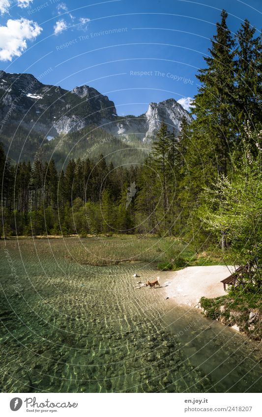 Hundestrand Freizeit & Hobby Ferien & Urlaub & Reisen Ausflug Sommer Sommerurlaub Berge u. Gebirge Natur Landschaft Himmel Schönes Wetter Wald Felsen Alpen