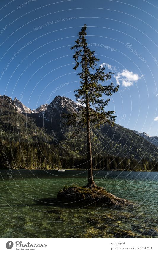 Alleinstellungsmerkmal Ferien & Urlaub & Reisen Ausflug Sommer Sommerurlaub Berge u. Gebirge Natur Landschaft Himmel Schönes Wetter Baum Nadelbaum Felsen Alpen